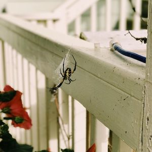 Meet your Posher, Bettina